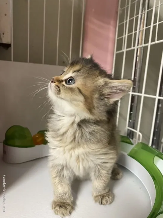 ID:2203-01369の子猫