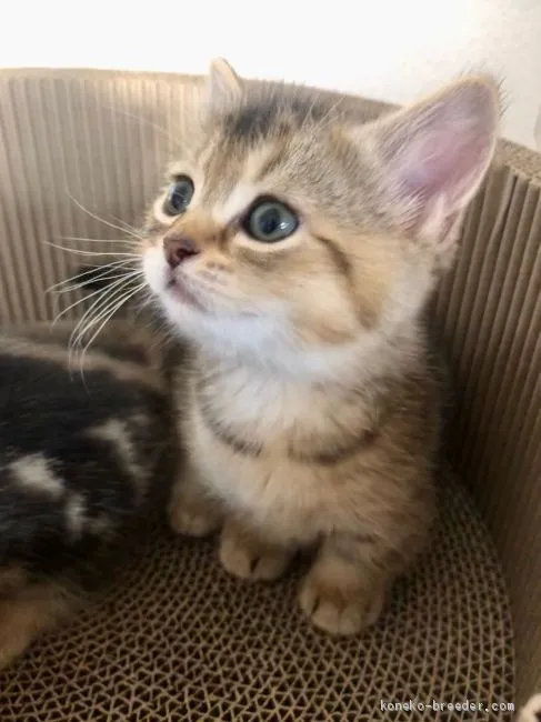 ID:2102-00153の子猫