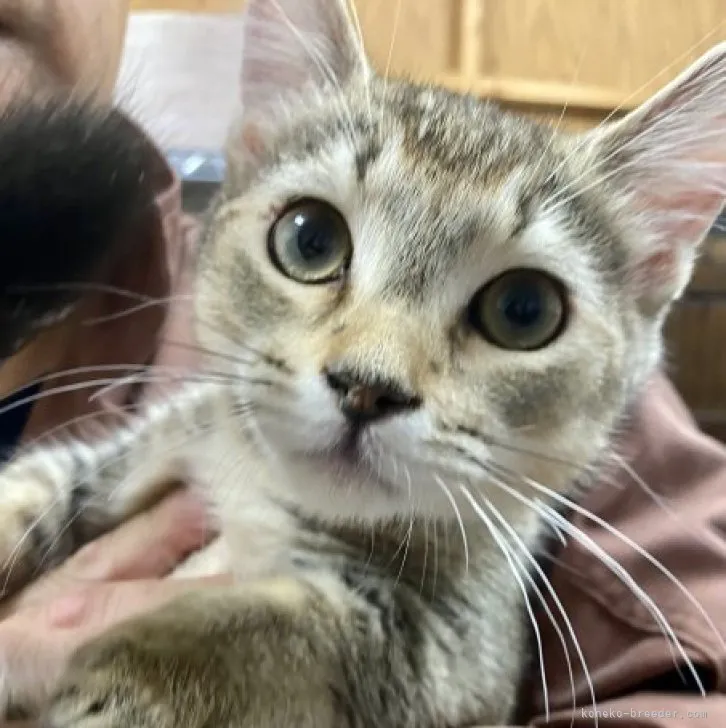 ID:2301-02352の子猫