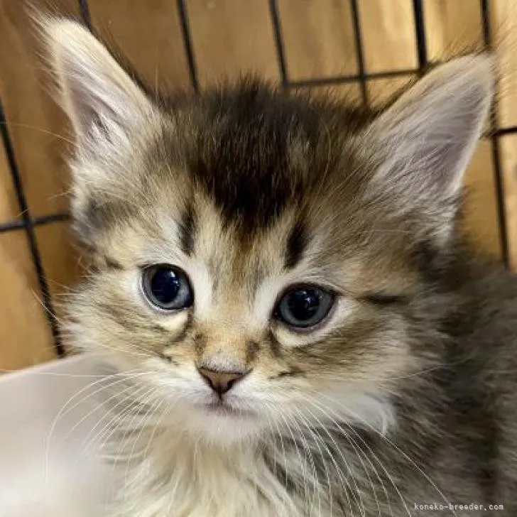 ID：2301-01295の子猫