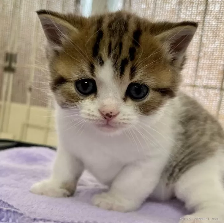 GOROGORO 様のお迎えした子猫
