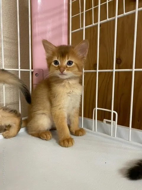 ID：2105-02451の子猫