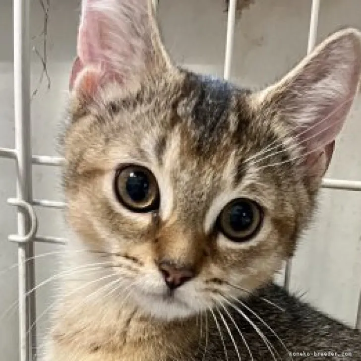 ID：2307-02055の子猫