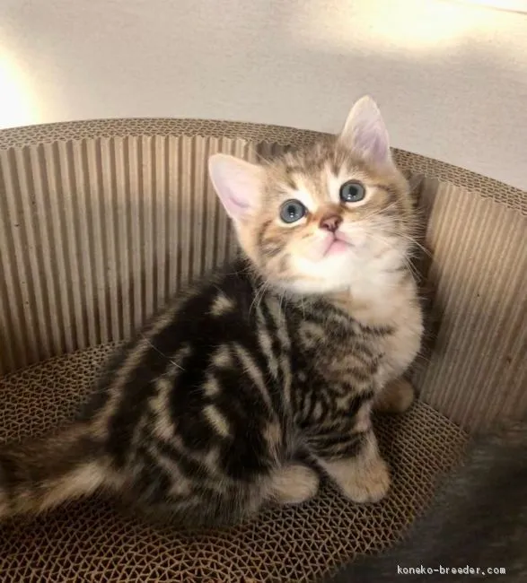 ID:2102-00152の子猫