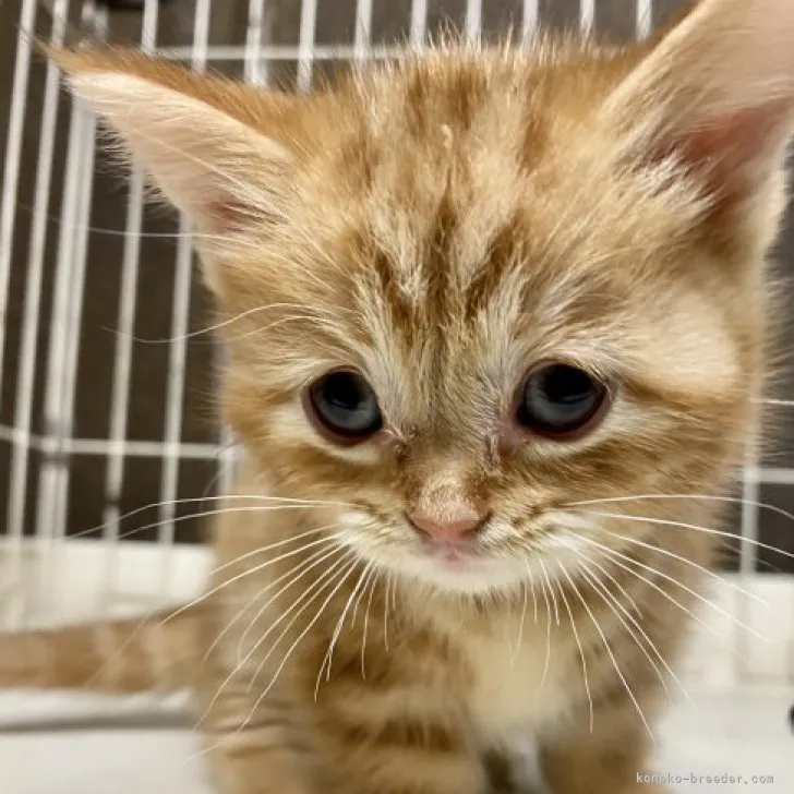 ID:2303-01988の子猫