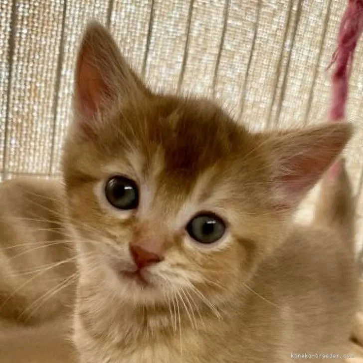 ID:2211-02752の子猫