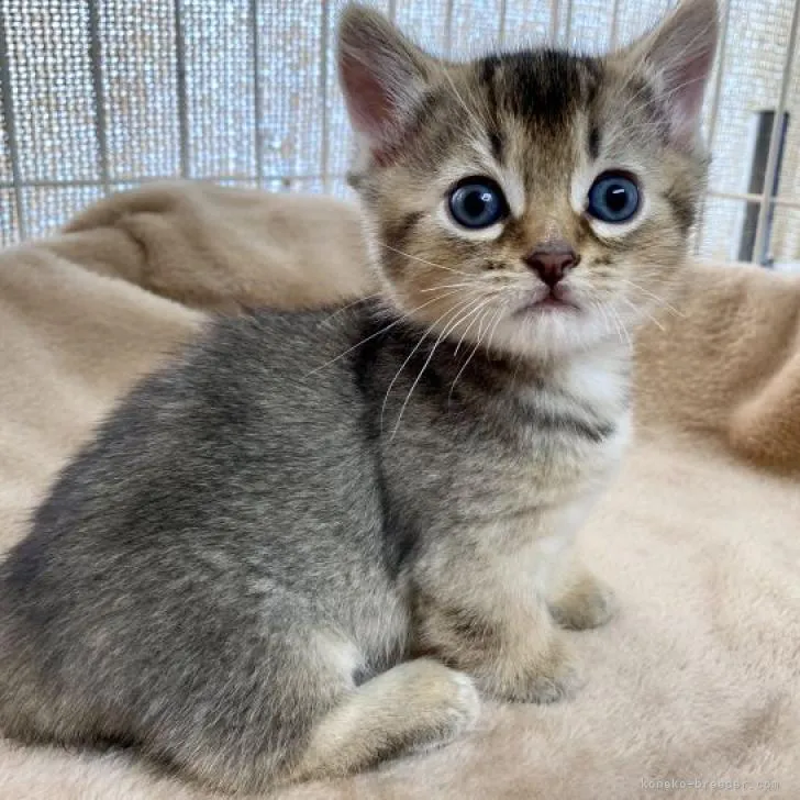 ゆぅ 様のお迎えした子猫