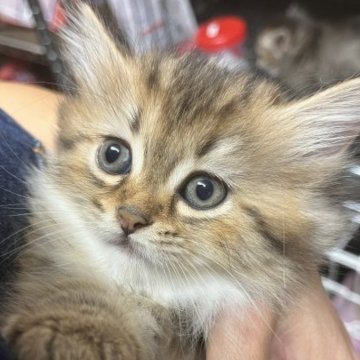 マンチカン(短足)【静岡県・女の子・2023年8月13日・ルディ】の写真「モフモフで可愛い」
