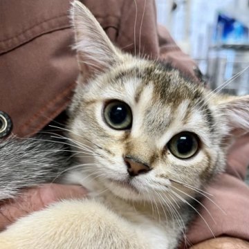マンチカン(長足)【静岡県・女の子・2023年8月8日・ルディ】の写真「とっても可愛い女の子です。」