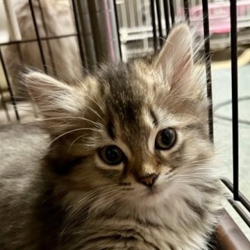 マンチカン(短足)【静岡県・女の子・2023年8月13日・ルディ】の写真「短足モフモフの女の子です」