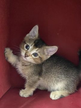 マンチカン(短足)【静岡県・男の子・2022年3月8日・ルディ】の写真「短足の元気な男の子です」