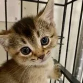 マンチカン(短足)【静岡県・女の子・2022年12月17日・ルディ】の写真1「1月30日」