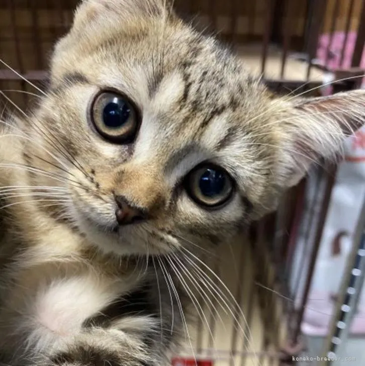 ID:2208-01021の子猫
