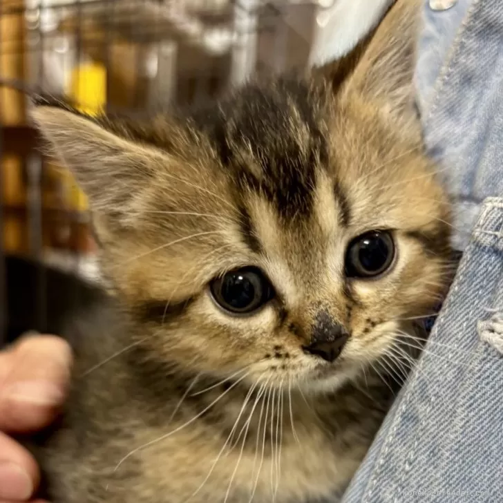 ID:2503-02847の子猫