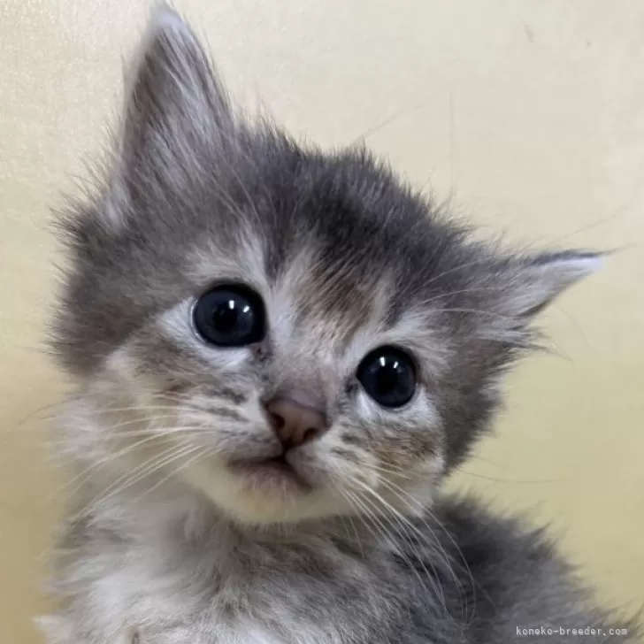 ID:2504-03542の子猫