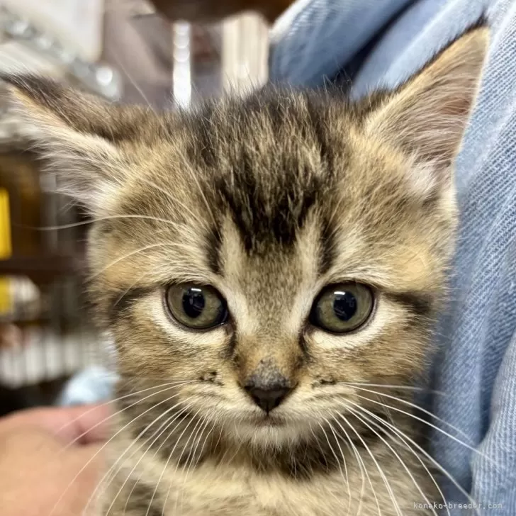 ID:2503-02848の子猫