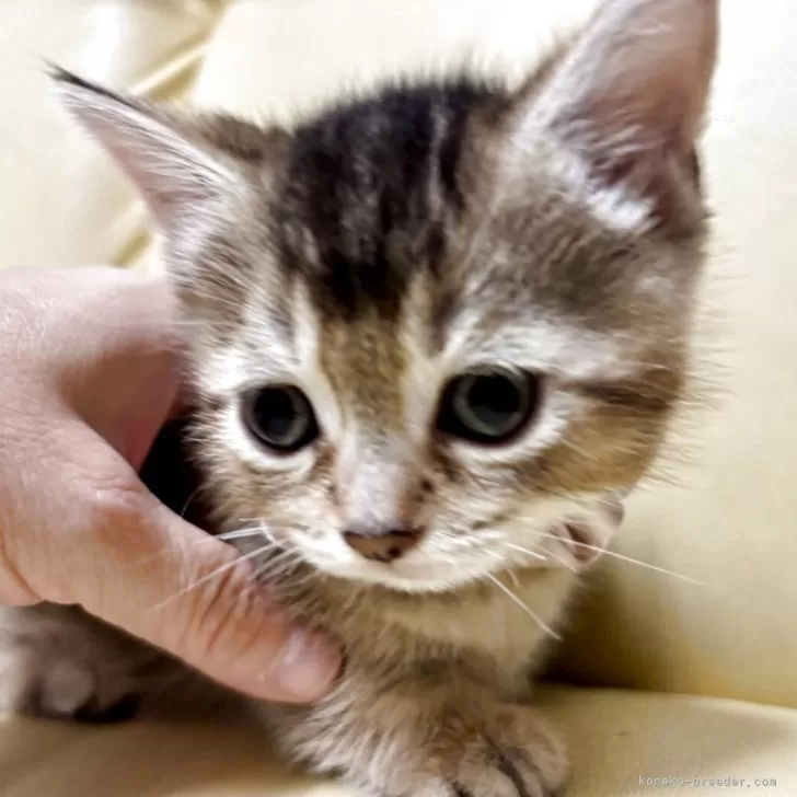 マンチカン(短足)【静岡県・女の子・2025年9月3日・ルディ】の写真1