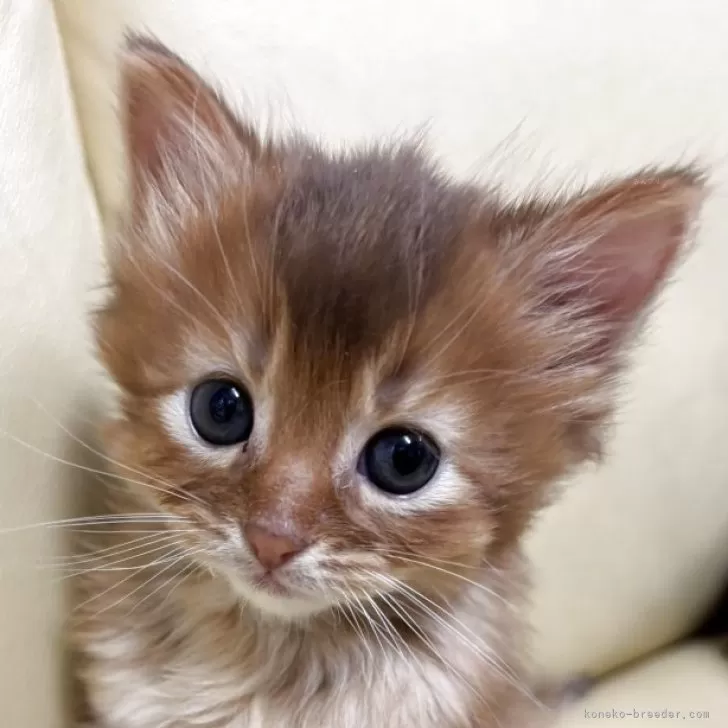 ID:2504-03543の子猫