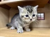 マンチカン(長足)【静岡県・男の子・2025年3月3日・ルディ】の写真2