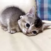 マンチカン(短足)【静岡県・女の子・2025年9月3日・ルディ】の写真2