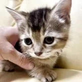 マンチカン(短足)【静岡県・女の子・2025年9月3日・ルディ】の写真4