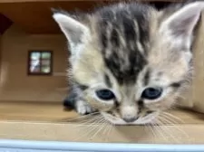 マンチカン(長足)【静岡県・男の子・2025年3月3日・ルディ】の写真7
