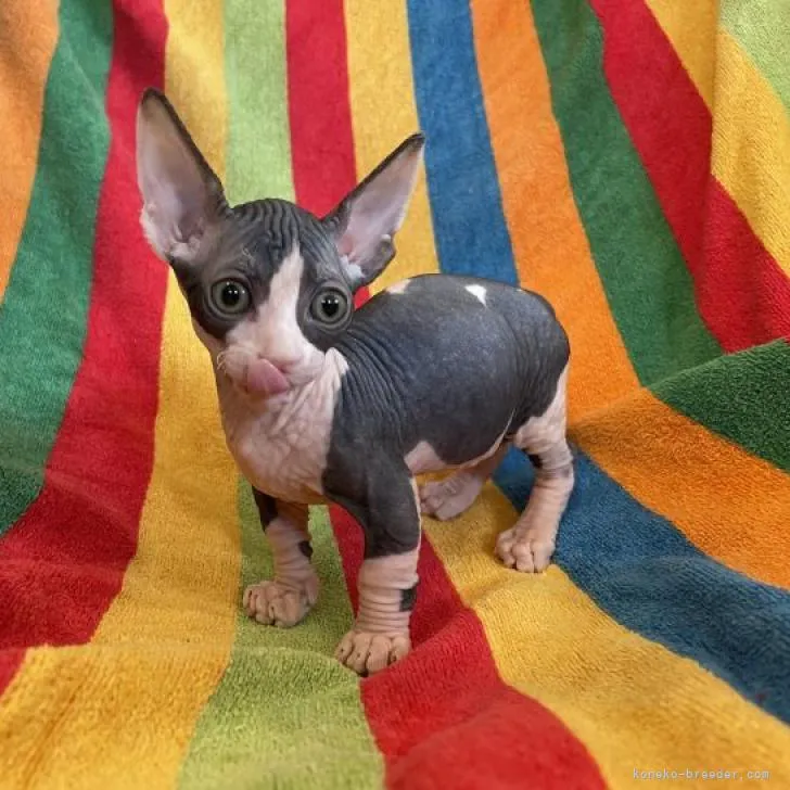 ID:2210-00233の子猫