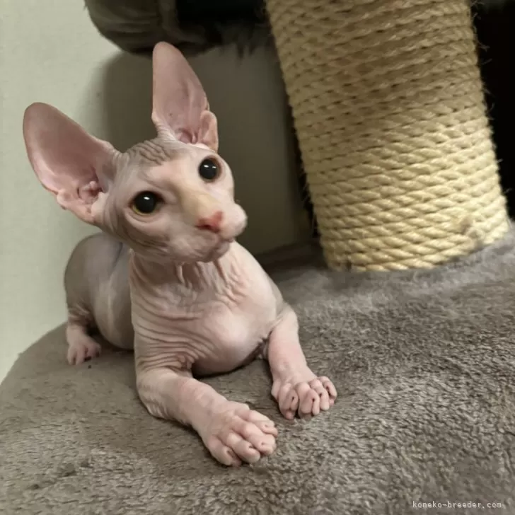 メルモ 様のお迎えした子猫