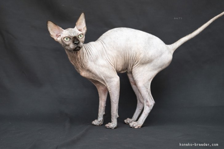 スフィンクス【・女の子・2024年7月11日・ブラックトーティー】