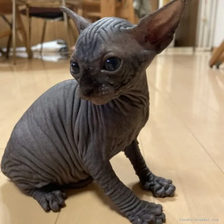 ID:2307-01998の子猫