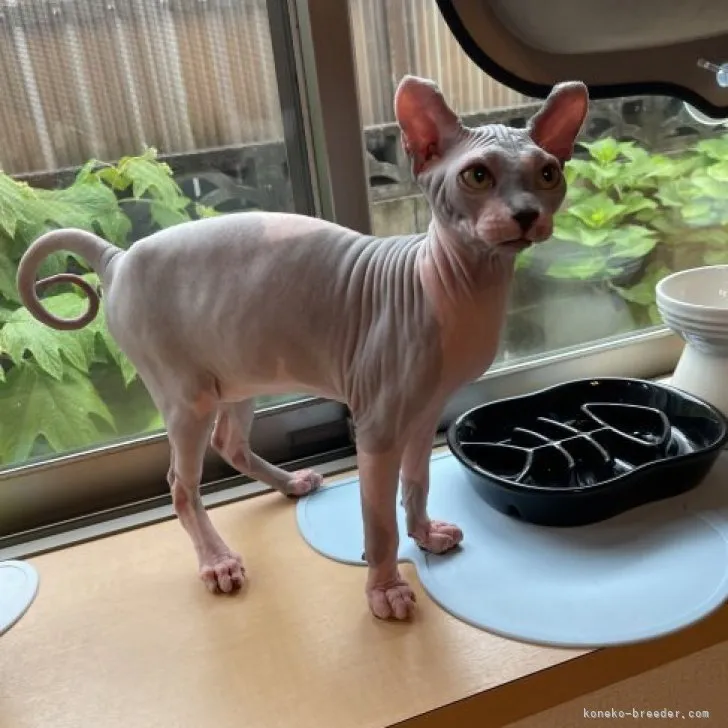 ID：2302-01273の子猫