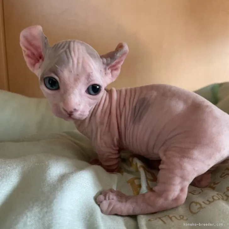 ID：2309-03172の子猫