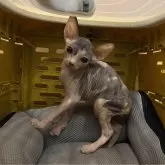 ドウェルフ【福岡県・女の子・2025年8月19日・三毛】の写真12