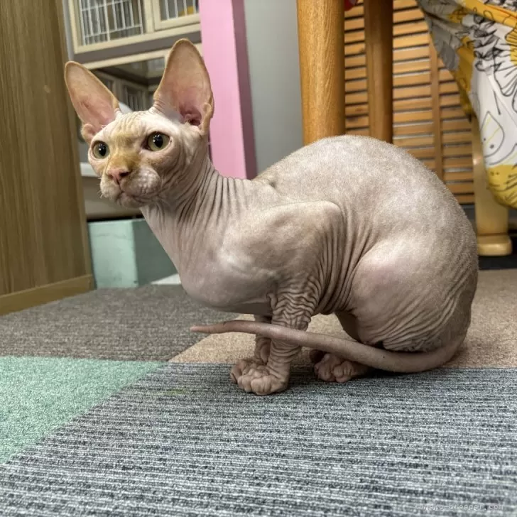 K.H 様のお迎えした子猫