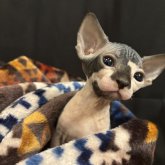 ドウェルフ