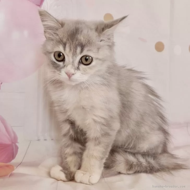 ID：2406-02953の子猫