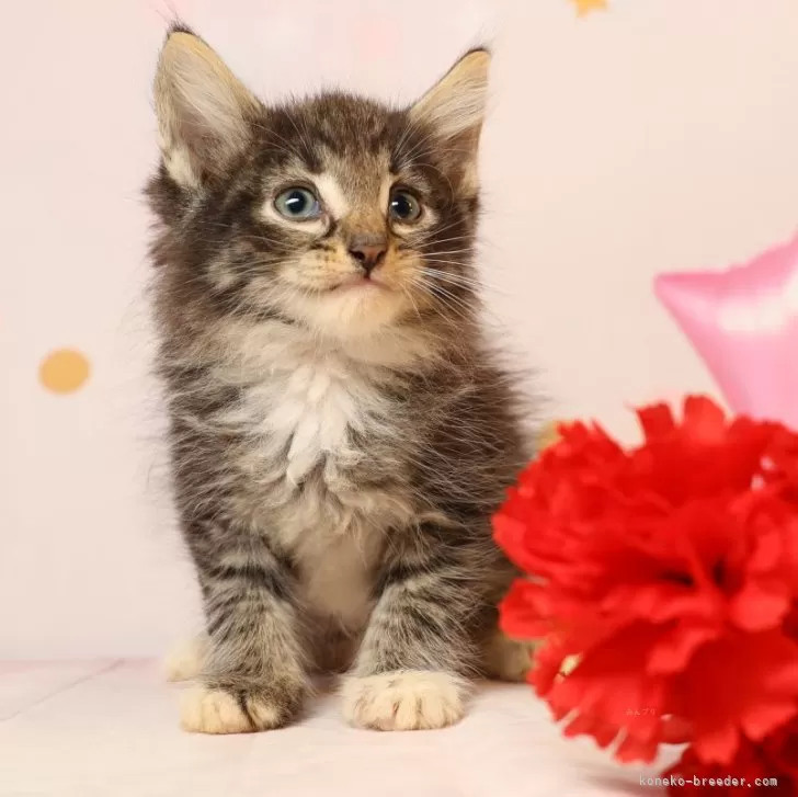 ID：2410-00946の子猫