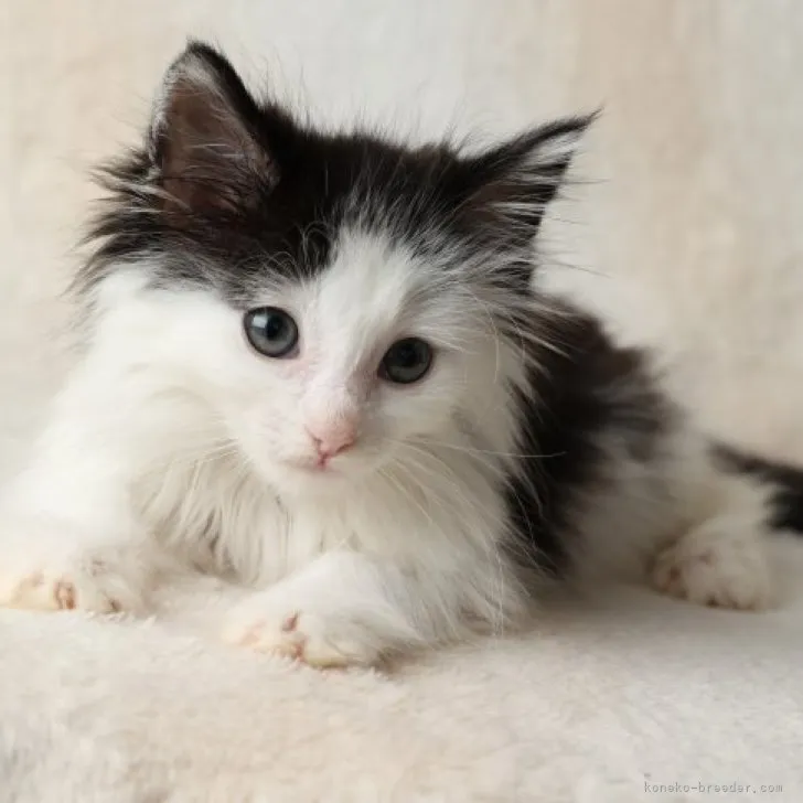 ID：2307-00165の子猫