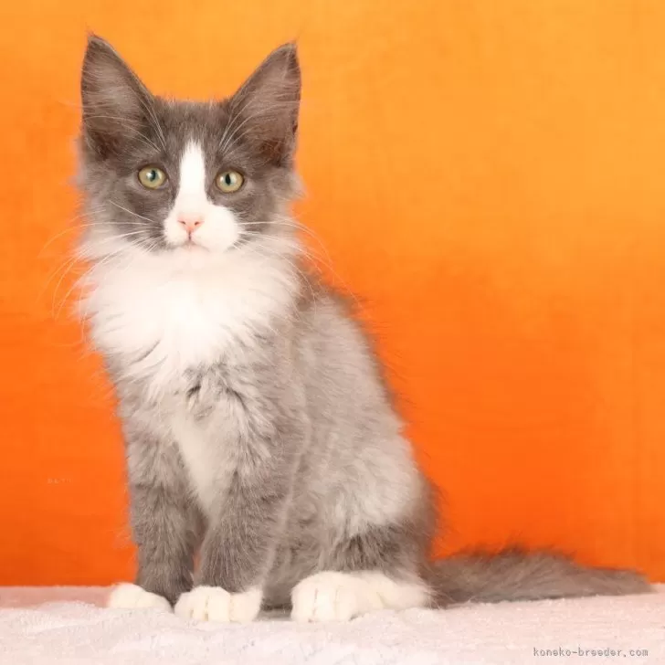 ID：2404-01977の子猫