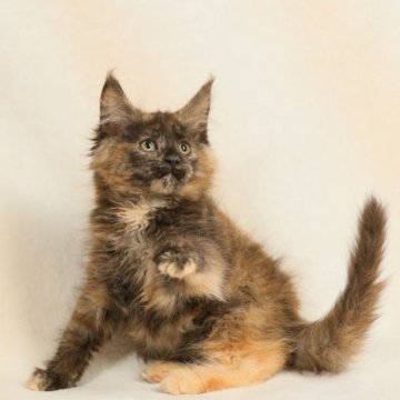 メインクーン【東京都・女の子・2023年3月3日・トーティーシェル（豊かな被毛です）】の写真「抱き寄せて撫でてあげると喉を鳴らして甘えます。」