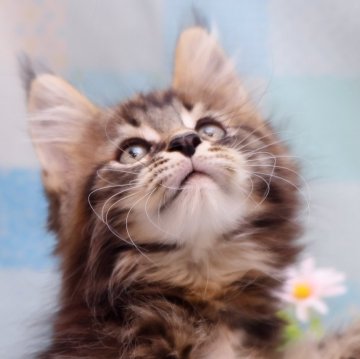 メインクーン【東京都・男の子・2024年4月15日・ブラウンクラシックタビー（柔らかで艷やかな被毛です）】の写真「堂々とした立ち姿の男の子です。」