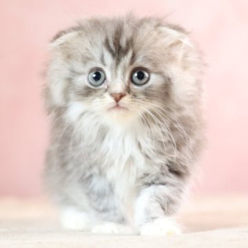 スコティッシュフォールド(折れ耳)【東京都・男の子・2024年4月27日・ブルータビー&ホワイト（美しくやわらかい被毛です）】の写真「タビー柄の美しい子猫です。」