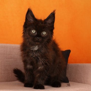 メインクーン【東京都・女の子・2024年2月7日・ブラック（美しく、やわらかい被毛です。）】の写真「美しいブラックの被毛、とても人懐こい女の子です。」