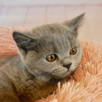 スコティッシュフォールド(立ち耳)【東京都・女の子・2024年4月16日・ブルー（手触り抜群の被毛です。）】の写真「丸顔の可愛い女の子です。」