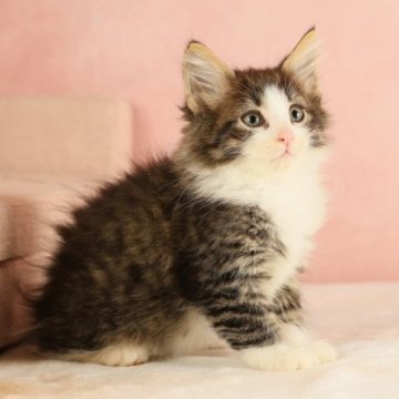 ノルウェージャンフォレストキャット【東京都・男の子・2023年9月21日・ブラウンマッカレルタビー&ホワイト（ふわふわのやわらかい被毛です）】の写真「アーモンド型の美しい瞳、豊かな毛量が見事です」