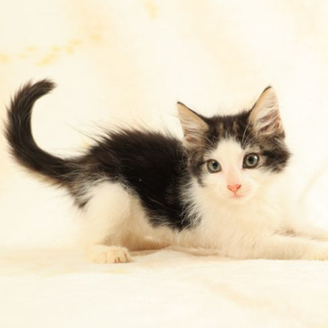 ノルウェージャンフォレストキャット【東京都・女の子・2022年6月10日・ブラックマッカレルタビーアンドホワイト（やわらかくふんわりした被毛）】の写真「瞳の大きな女の子。連れて帰れます。」