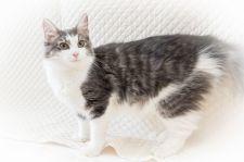 ノルウェージャンフォレストキャット【・女の子・2020年11月17日・ブルーマッカレルタビーアンドホワイト】