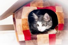 ノルウェージャンフォレストキャット【・女の子・2020年11月17日・ブルーマッカレルタビーアンドホワイト】