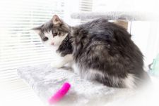 ノルウェージャンフォレストキャット【・女の子・2020年11月17日・ブルーマッカレルタビーアンドホワイト】