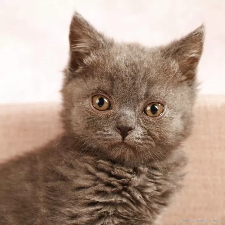 ID：2504-02661の子猫